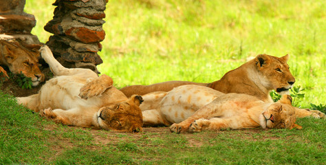 Group of wild lions