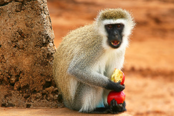 Portrait of wild hungry monkey