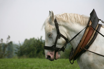 Rückepferd