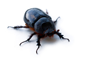 lucane cerf-volant femelle