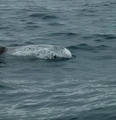 risso&acute;s dolphins - grampus griseus in azores islands