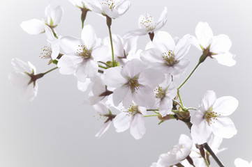 Fototapeta premium Kwiat Wiśni