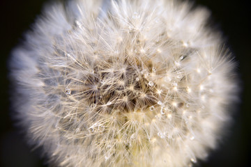 Dandelion blow-ball close up.