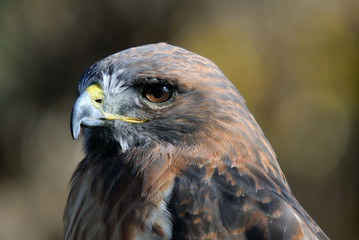 Red-tailed Hawk