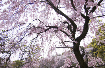 シダレ桜