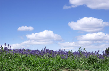 Obraz premium ラベンダー