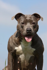 gros plan d'un amstaff de face &agrave; l'air impressionnant