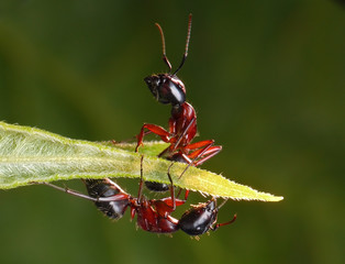 mirrored wrong, garden ants