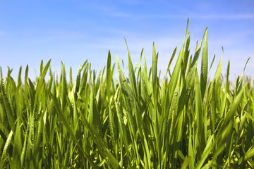 Obraz premium green grass, water drops and blue sky