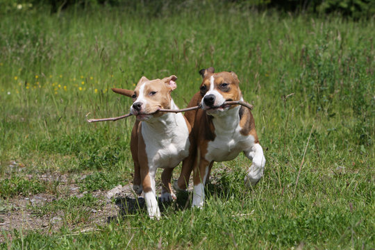 deux american staffordshire terrier jouant avec un baton