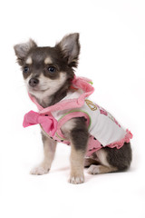 pup sitting with clothes