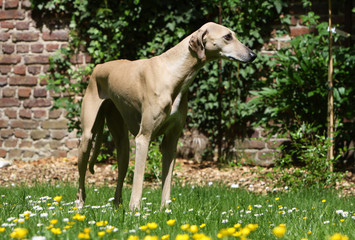 Obraz na płótnie Canvas greyhound z Azawakh stojący w ogrodzie ustawienie swojego mistrza