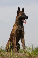 berger hollandais assis seul fier et attentif en campagne.soif