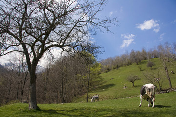 Obraz premium parco orsiera rocciavrè