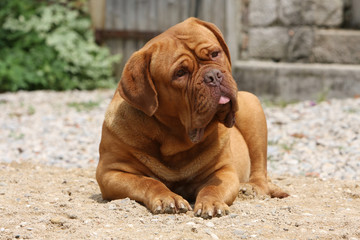 Obraz premium dogue de bordeaux allongé de face devant la maison.curieux