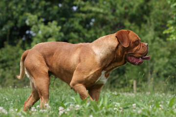 dogue de bordeaux marchant seul dans le jardin.detente