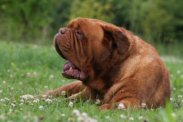 gros plan du dogue de bordeaux adulte allongé dans l'herbe