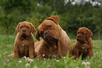 adulte entre deux chiots dogue de bordeaux allongés .jardin