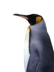 Isolated emperor penguin with clipping path - 15987771