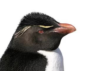 Foto op Plexiglas Isolated rockhopper penguin © leksele