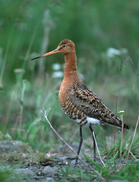 Black-tailed gotwit