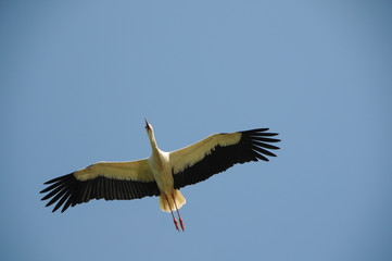 Storch im flug