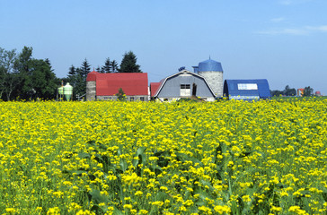 牧場と菜の花畑