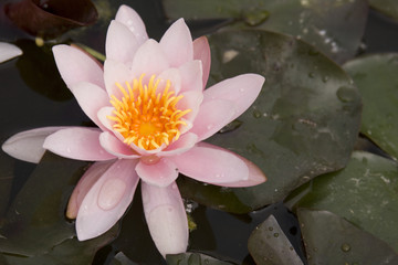 Pink water lily in the garden pond.