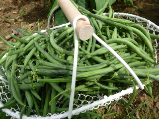 haricots verts