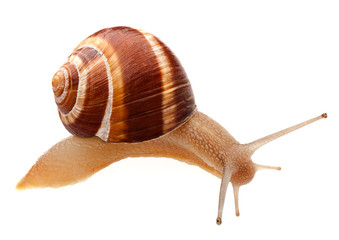 Snail