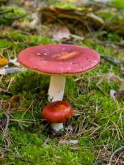Fototapete bei efototapeten.de bestellen   