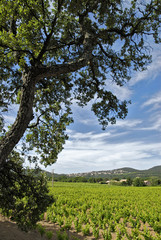 Vigne en France région méditerranéenne