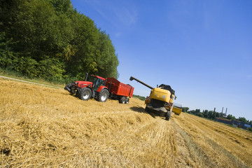 Fototapeta premium Traktor Mähdrescher landwirtschaft