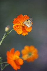 コスモスとモンシロ蝶