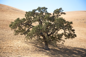 Oak Tree