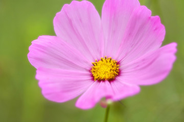 Obraz premium コスモス