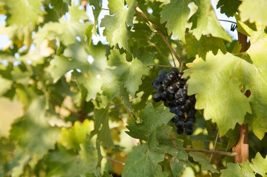 Grape in California vine