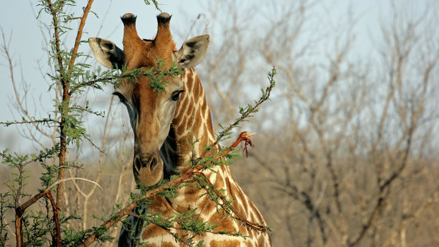 Fototapeta Giraffe Portrait, Sabi Sands Game Reserve,  Suedafrika