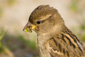 Passer domesticus