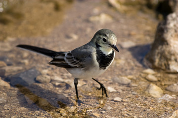 Motacilla alba, White Wagtail