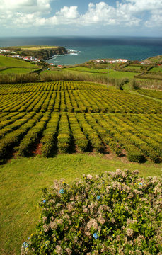 azores in a tea field at sao miguel island....
