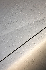 雨上がりのボンネット