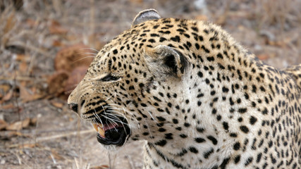 Agressive Leopard, Sabi Sands, South Africa