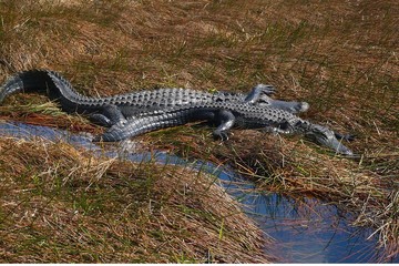 Best alligator friends