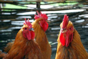 Three cocks in the poultry-yard