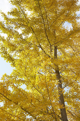 Fototapeta premium イチョウ