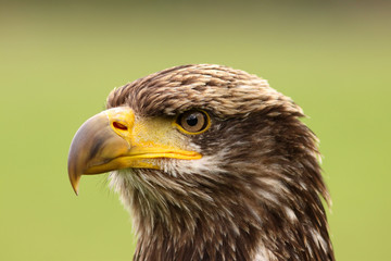 Portrait of young bald eagle