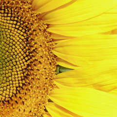Obrazy na Szkle  Zbliżenie żółtego słonecznika