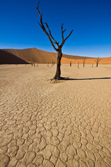 desertifikation