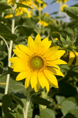 Sunflowers in field